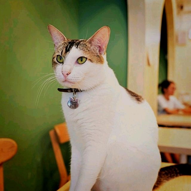 旺角樓上貓café ～ 貓啡 Catfe