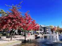 ใบไม้เปลี่ยนสีที่ GYEONGUI LINE FOREST PARK