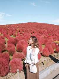 日本茨城國營常陸海濱公園：紅色波波草盛放，絕佳時機！