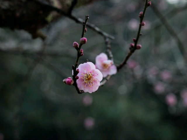 🌸ซากุระเมืองไทย🌸