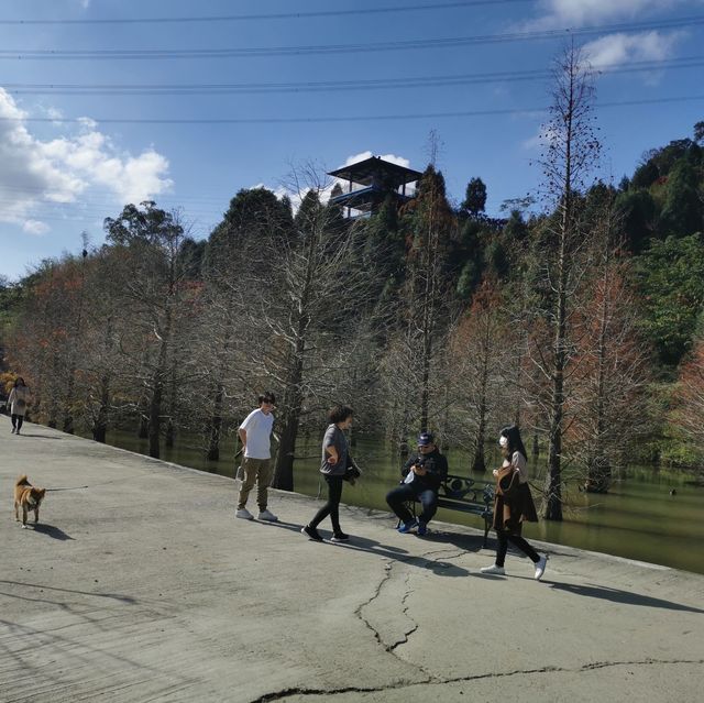 美如仙境的苗栗三灣水上落羽松