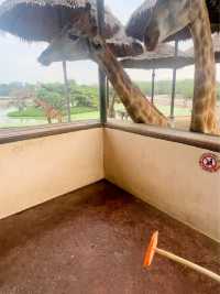 ⭐️亞洲最大動物園～Safari World