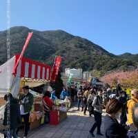 河津櫻，東京最早櫻花祭   酒店/景點/美食個人分享