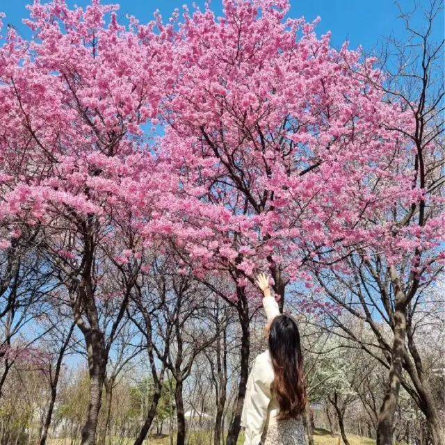 대전의 봄꽃 여행지:: 한밭수목원🌸