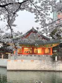 韓国/ソウル【蚕室】桜が咲くお花見シーズンのおすすめスポット🌸