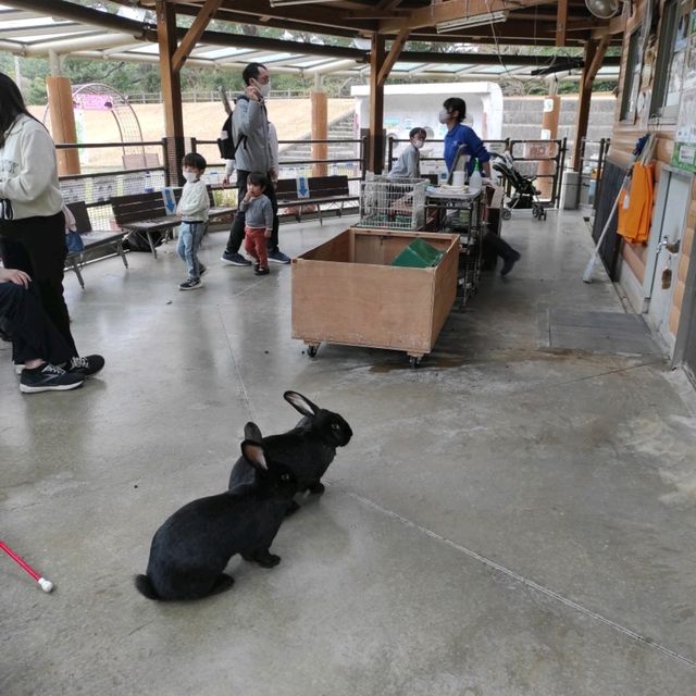 福岡親子遊8️⃣ - 海之中道海濱公園
