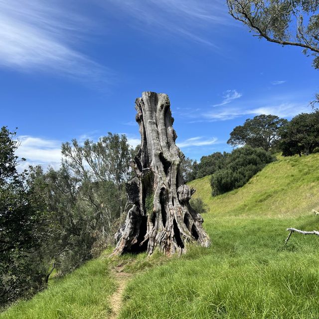 奧克蘭 獨樹山 One tree hill