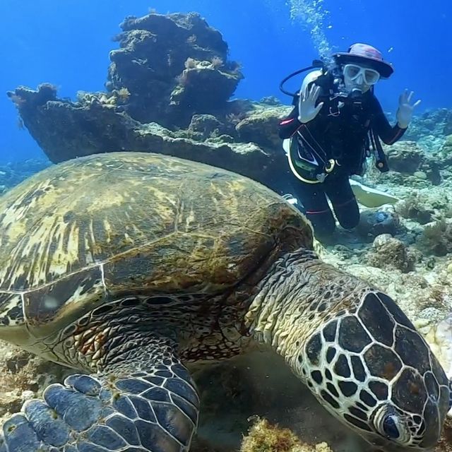 Biggest sea turtle at lambai island , taiwan