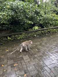 Monkey Forest In Ubud Is Instagrammable⁉️🐒