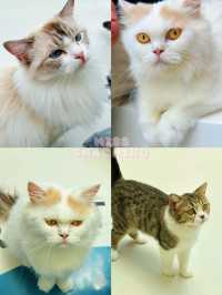 ⭐️一齊喵喵喵🐱商場入面竟然可以玩貓貓🐈‍⬛