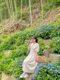 진주 월아산 숲속의 숨은 수국 스팟🍃💜🩵