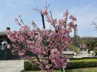🌸 桃園高鐵站站前廣場:綻放櫻花美景,讓您沉醉於浪漫的櫻花季!🌸
