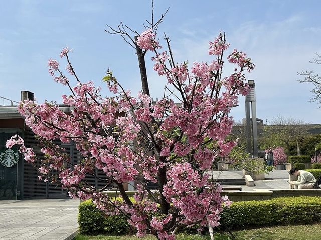 🌸 桃園高鐵站站前廣場:綻放櫻花美景,讓您沉醉於浪漫的櫻花季!🌸 🌸 桃園高鐵站站前廣場:綻放櫻花美景,讓您沉醉於浪漫的櫻花季!🌸
