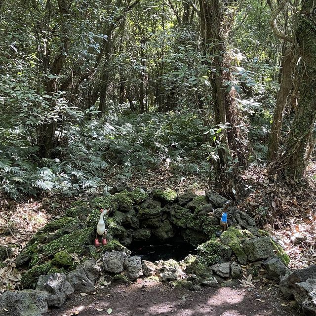 신비로움 가득한 제주 산양곶자왈 🌳