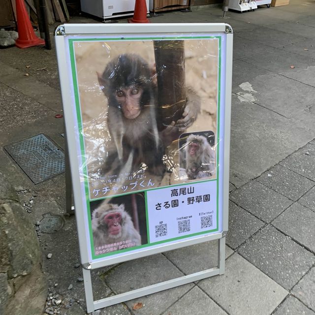 園內有近60多隻猴子🐒