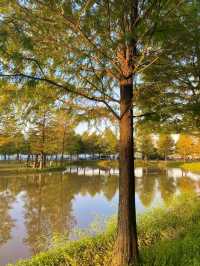 자연을 보며 힐링이 필요할 땐 담양 메타세쿼이아🌳