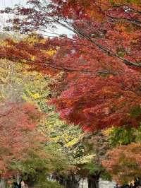 Maple Leaf Festival @ Momiji Corridor 🇯🇵