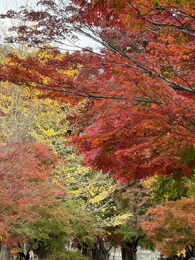 Maple Leaf Festival @ Momiji Corridor 🇯🇵
