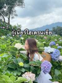 กู๋เนียร์ไฮเดรนเยีย
