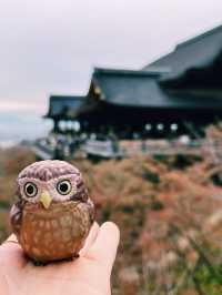 🇯🇵日本京都景點 X 清水寺👣終於看到歷經三年的整修完畢的清水寺！