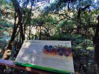 สัมผัสป่าดึกดำบรรพ์ อาลีซานเมืองไทย 🌲🌲🌲