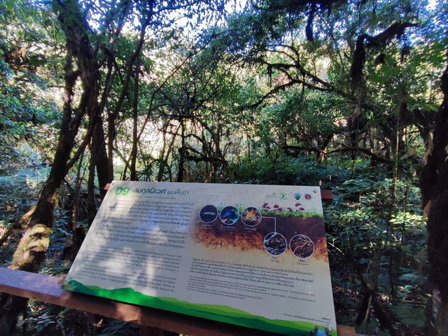 สัมผัสป่าดึกดำบรรพ์ อาลีซานเมืองไทย 🌲🌲🌲
