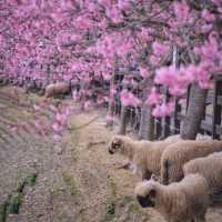 「清境農場粉紅櫻花之旅，浪漫如歐洲」