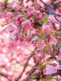 【桜神宮】都内の可愛すぎる河津桜スポット