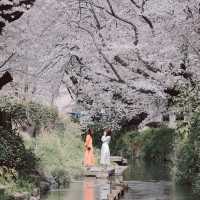 【神奈川】宿河原駅から徒歩2分の桜の名所🌸