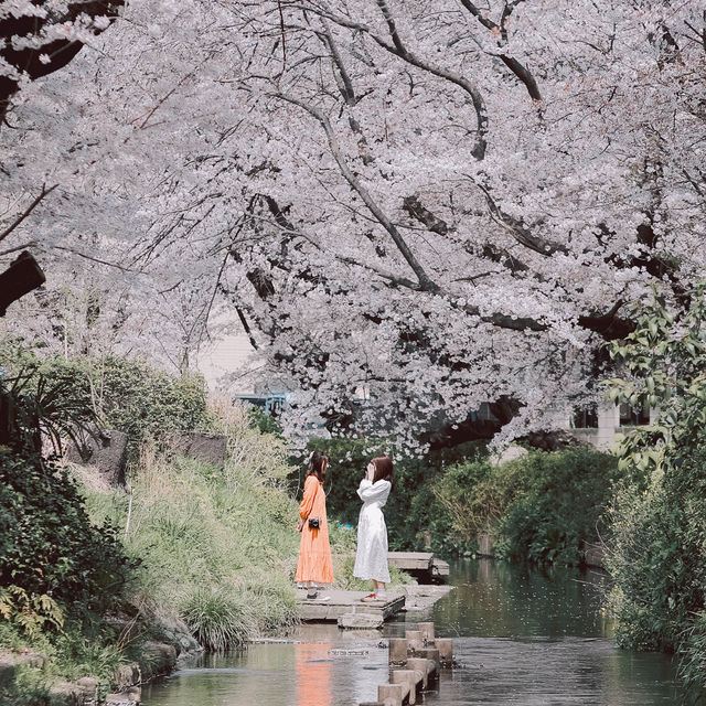 【神奈川】宿河原駅から徒歩2分の桜の名所🌸