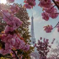 Cherry Blossom in France