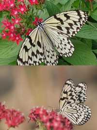 高雄金獅湖蝴蝶園🦋360度鳥瞰賞蝶全新感受🌈