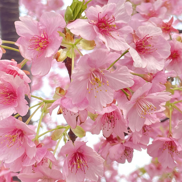 河津桜満開🌸