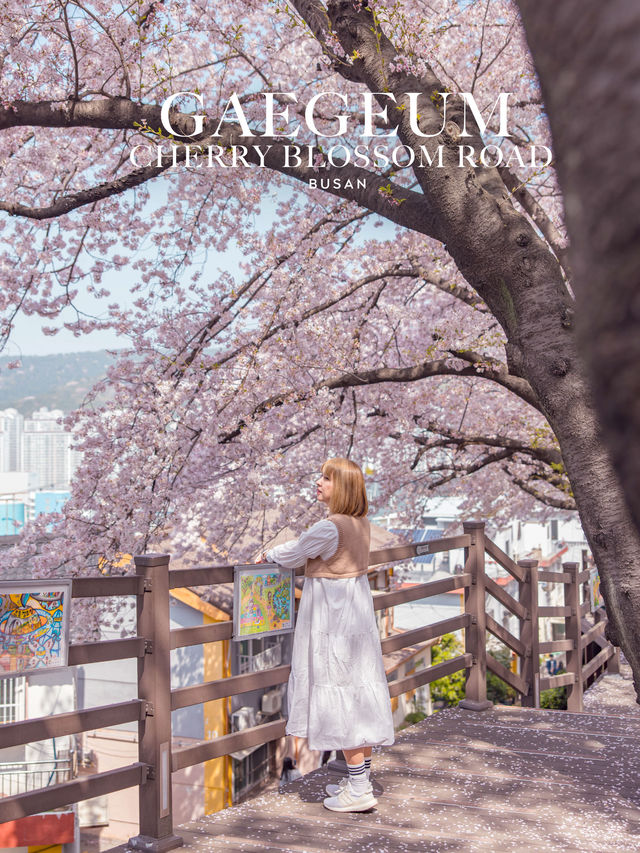 Gaegeum Cherry Blossom Rd. พิกัดชมพ็อตกตลับปูซาน