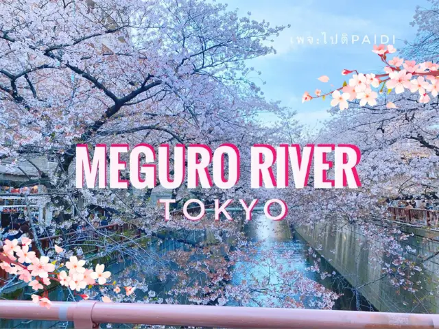 สัมผัสความงามของดอกซากุระริม Meguro River🌸