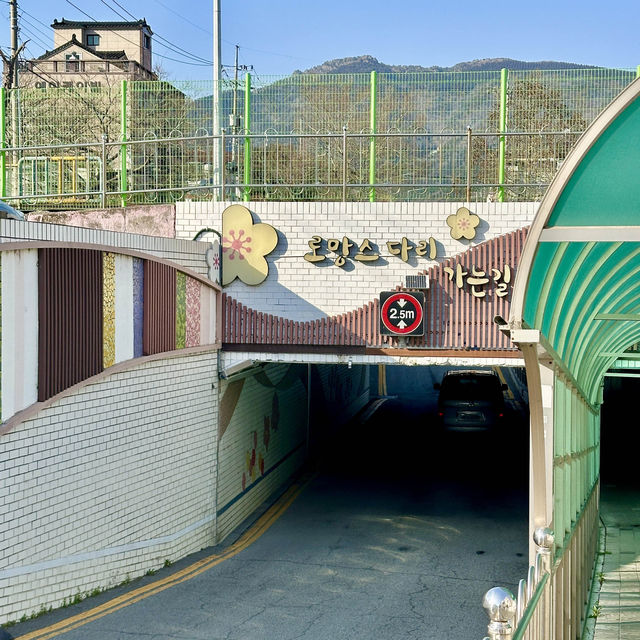 진해군항제 벚꽃명소 여좌천로망스다리 실시간 개화상황