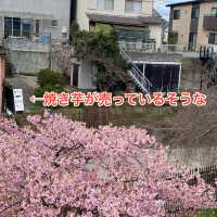 京都　淀水路の河津桜