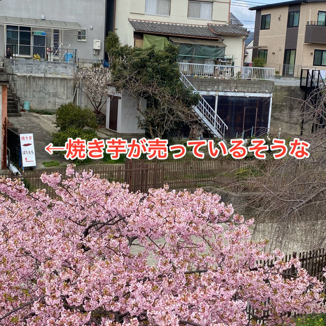 京都　淀水路の河津桜