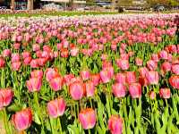 Tulip & Sunflower Garden 