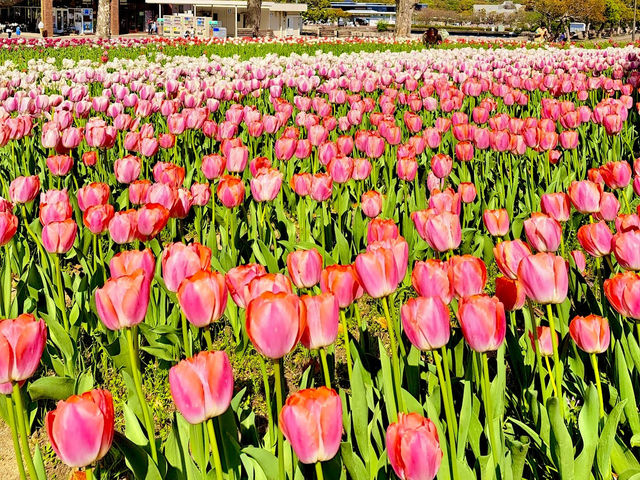 Tulip & Sunflower Garden 