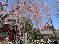 【東京・浅草】これぞ春の浅草寺🌸