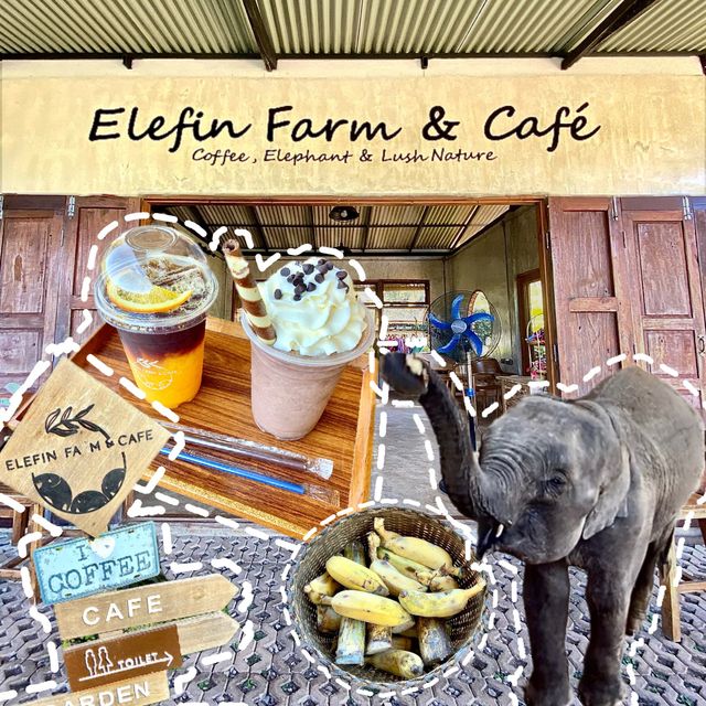 清邁·最值得一去的小眾景點🐘大象咖啡廳🐘