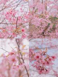 เชียงใหม่ก็มีดอกซากุระ 🌸