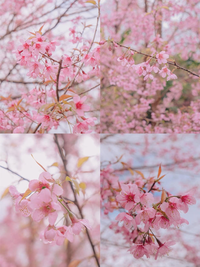 เชียงใหม่ก็มีดอกซากุระ 🌸