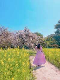 📍浜離宮恩賜庭園 🌸🗼東京・桜と菜の花を楽しむ春散策