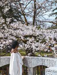 【富山】桜並木の下で遊覧船が行き交う絶景スポット