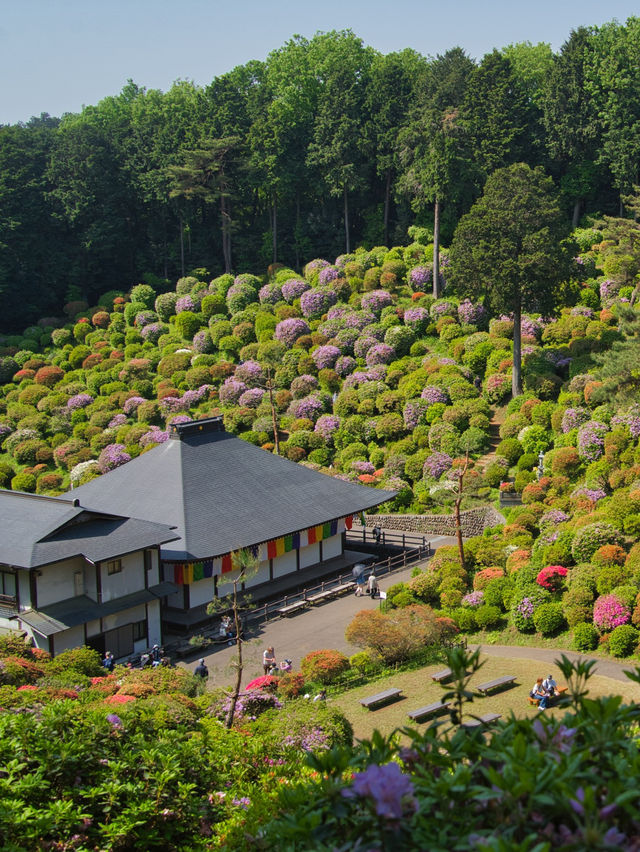 【東京】もうすぐ見頃‼️東京のはずれにある大きなつつじ園🌺