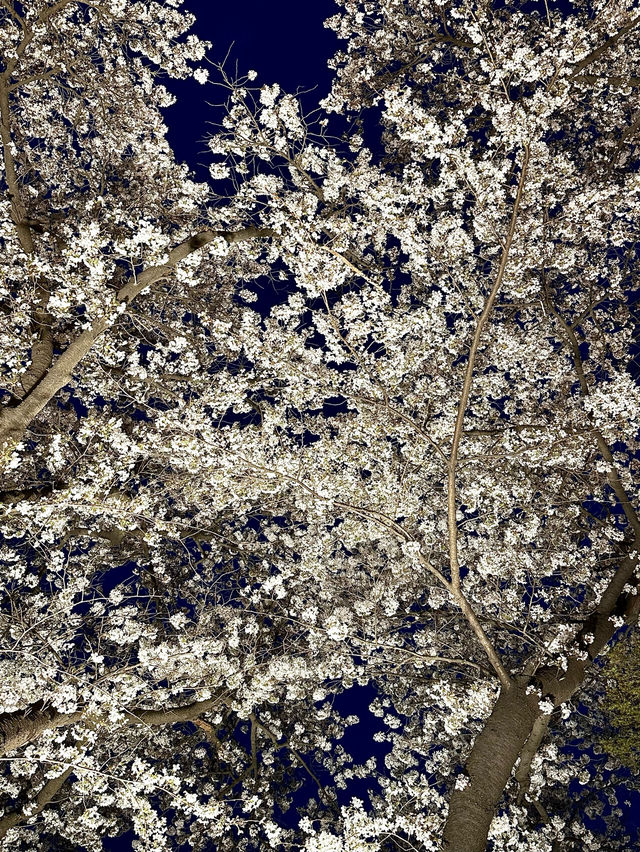 경주 벚꽃여행 🌸 명소 추천!