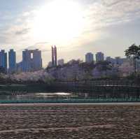 【釜山溫泉川市民公園】春日櫻花隧道，絕對是春遊首選！