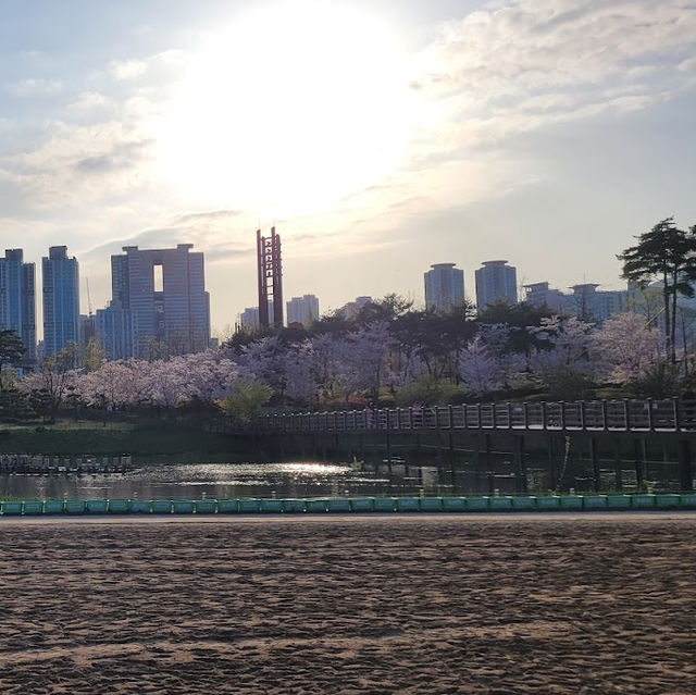 【釜山溫泉川市民公園】春日櫻花隧道，絕對是春遊首選！